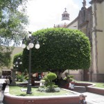 メキシコグアナファト29