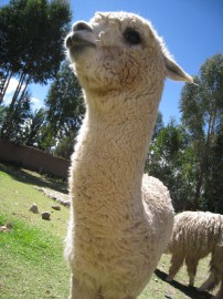 ペループーノ11