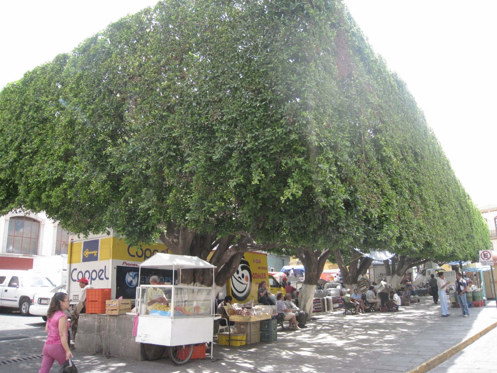 メキシコグアナファト26