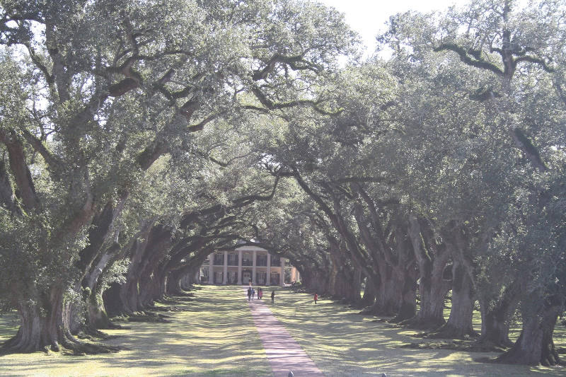 オークアーリイ02