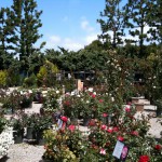 アメリカのガーデン屋15