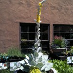 アメリカのガーデン屋28