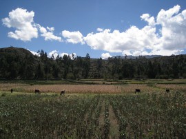 ペループーノ32