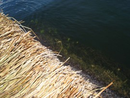 ペループーノ49