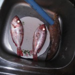 チリイースター島38