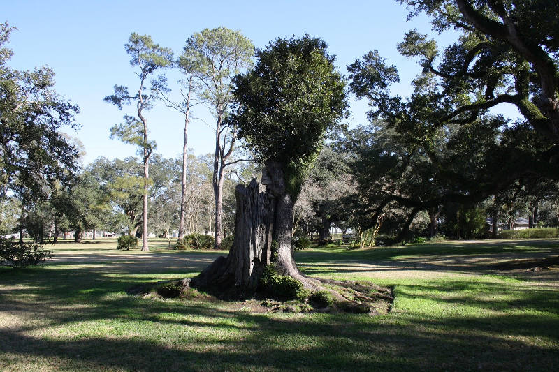 オークアーリイ07