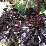 アメリカのガーデン屋22