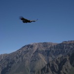 ペルーコルカ11