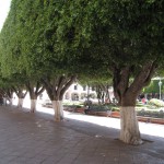 メキシコグアナファト27