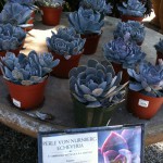 アメリカのガーデン屋26