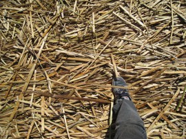 ペループーノ23