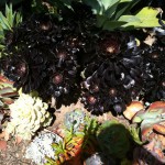 アメリカのガーデン屋21