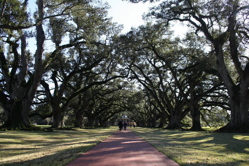 オークアーリイ05