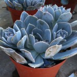 アメリカのガーデン屋27