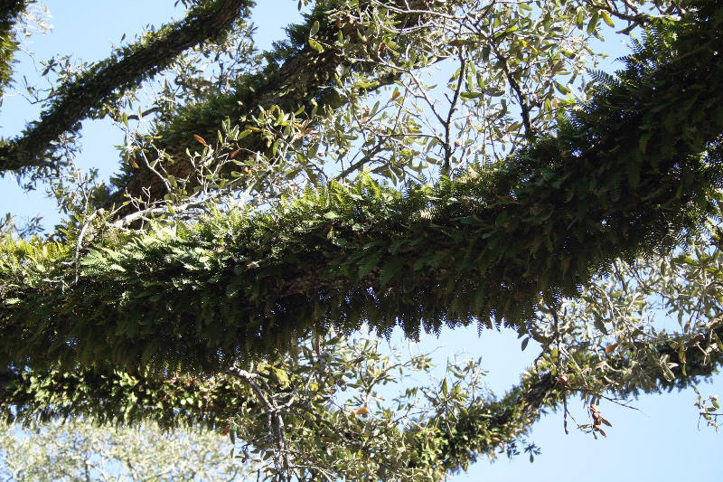 オークアーリイ04