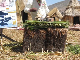 ペループーノ43