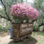 メキシコグアナファト41