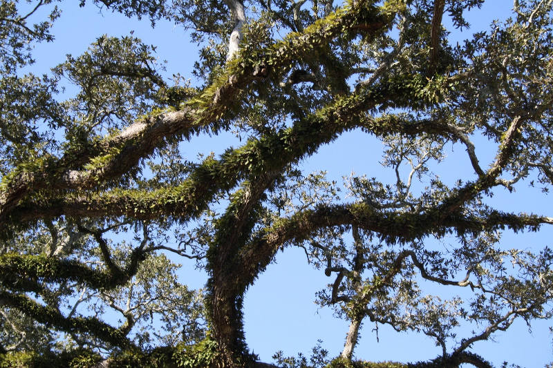 オークアーリイ03