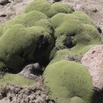 ペルーコルカ28