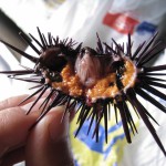 チリイースター島50