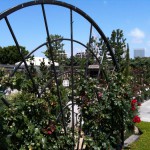 アメリカのガーデン屋10