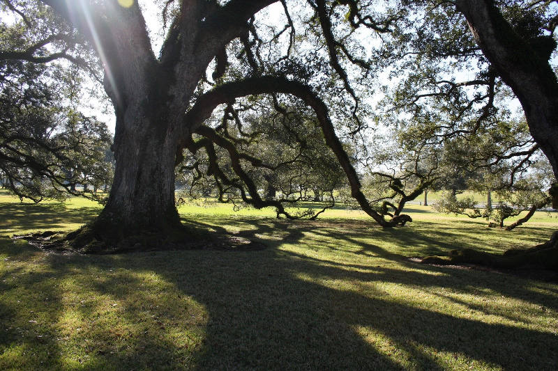 オークアーリイ06