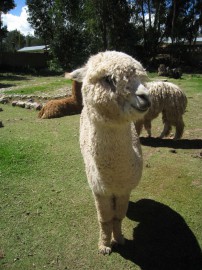 ペループーノ12