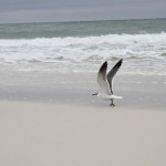 ペンサコーラ04