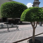 メキシコグアナファト31