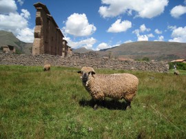 ペループーノ08