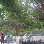 メキシコグアナファト25