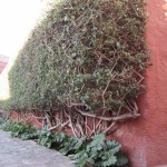 ペルーアレキパ56