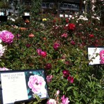 アメリカのガーデン屋16