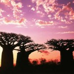 モロンダバのバオバブ03