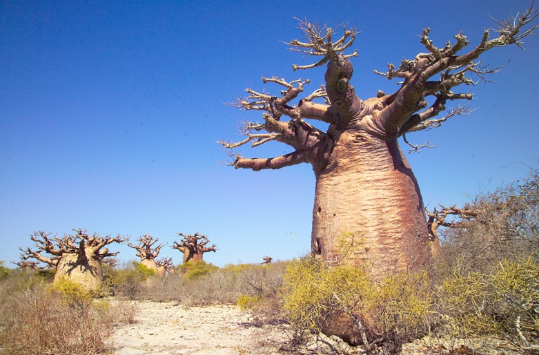モロンダバのバオバブ01