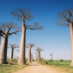 モロンダバのバオバブ02