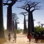 モロンダバのバオバブ04